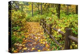 Fall Colors Add Beauty Trail, Silver Falls State Park, Oregon, Pacific Northwest, United States-Craig Tuttle-Stretched Canvas