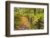 Fall Colors Add Beauty Trail, Silver Falls State Park, Oregon, Pacific Northwest, United States-Craig Tuttle-Framed Photographic Print