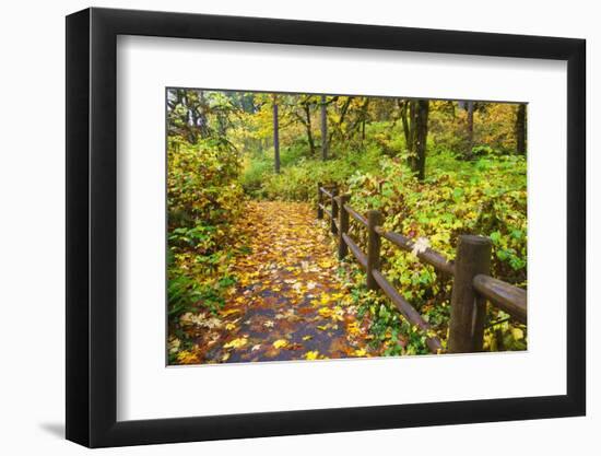 Fall Colors Add Beauty Trail, Silver Falls State Park, Oregon, Pacific Northwest, United States-Craig Tuttle-Framed Photographic Print