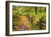 Fall Colors Add Beauty Trail, Silver Falls State Park, Oregon, Pacific Northwest, United States-Craig Tuttle-Framed Photographic Print