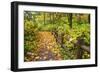 Fall Colors Add Beauty Trail, Silver Falls State Park, Oregon, Pacific Northwest, United States-Craig Tuttle-Framed Photographic Print