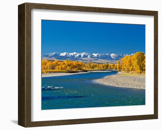 Fall Colors Along the Yellowstone River Below the Absaroka Mountains Near Springdale, Montana-John Lambing-Framed Photographic Print