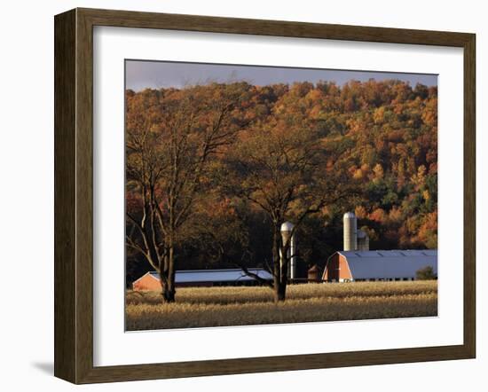 Fall Colors and a Field of Dried Soybeans in Pleasant Gap, Pennsylvania, October 20, 2006-Carolyn Kaster-Framed Premium Photographic Print