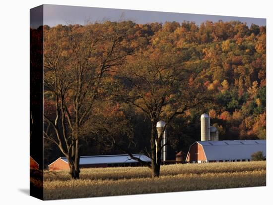 Fall Colors and a Field of Dried Soybeans in Pleasant Gap, Pennsylvania, October 20, 2006-Carolyn Kaster-Stretched Canvas