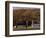 Fall Colors and a Field of Dried Soybeans in Pleasant Gap, Pennsylvania, October 20, 2006-Carolyn Kaster-Framed Photographic Print