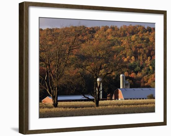 Fall Colors and a Field of Dried Soybeans in Pleasant Gap, Pennsylvania, October 20, 2006-Carolyn Kaster-Framed Photographic Print