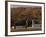 Fall Colors and a Field of Dried Soybeans in Pleasant Gap, Pennsylvania, October 20, 2006-Carolyn Kaster-Framed Photographic Print