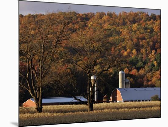 Fall Colors and a Field of Dried Soybeans in Pleasant Gap, Pennsylvania, October 20, 2006-Carolyn Kaster-Mounted Photographic Print