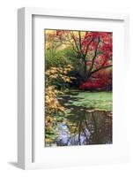 Fall Colors, Arboretum, Seattle, Washington, USA-Tom Norring-Framed Photographic Print