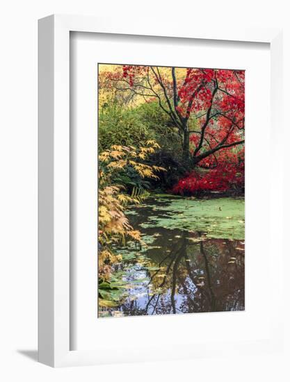 Fall Colors, Arboretum, Seattle, Washington, USA-Tom Norring-Framed Photographic Print