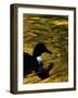 Fall Colors are Reflected in a Pond as a Duck Swims in Milan, Italy, Friday, November 3, 2006-Luca Bruno-Framed Photographic Print