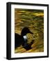 Fall Colors are Reflected in a Pond as a Duck Swims in Milan, Italy, Friday, November 3, 2006-Luca Bruno-Framed Photographic Print