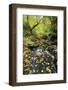 Fall Colors, Crystal Spring Garden, Portland, Oregon-Craig Tuttle-Framed Photographic Print