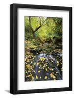 Fall Colors, Crystal Spring Garden, Portland, Oregon-Craig Tuttle-Framed Photographic Print