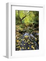 Fall Colors, Crystal Spring Garden, Portland, Oregon-Craig Tuttle-Framed Photographic Print