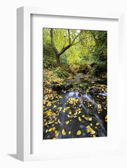 Fall Colors, Crystal Spring Garden, Portland, Oregon-Craig Tuttle-Framed Photographic Print