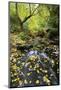 Fall Colors, Crystal Spring Garden, Portland, Oregon-Craig Tuttle-Mounted Photographic Print