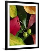 Fall Colors I-Monika Burkhart-Framed Photographic Print