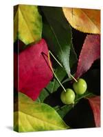 Fall Colors I-Monika Burkhart-Stretched Canvas