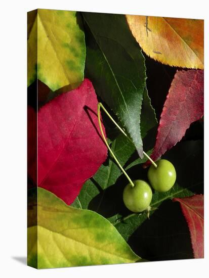 Fall Colors I-Monika Burkhart-Stretched Canvas