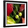 Fall Colors II-Monika Burkhart-Framed Photographic Print