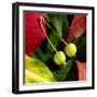 Fall Colors II-Monika Burkhart-Framed Photographic Print