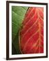 Fall Colors III-Monika Burkhart-Framed Photographic Print