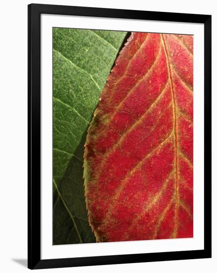 Fall Colors III-Monika Burkhart-Framed Photographic Print