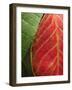 Fall Colors III-Monika Burkhart-Framed Photographic Print