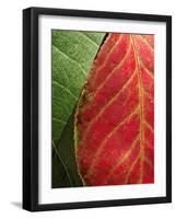 Fall Colors III-Monika Burkhart-Framed Photographic Print