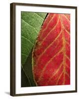 Fall Colors III-Monika Burkhart-Framed Photographic Print