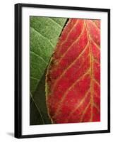 Fall Colors III-Monika Burkhart-Framed Photographic Print