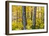 Fall Colors in a Mixed Forest in Barrington, New Hampshire-Jerry and Marcy Monkman-Framed Photographic Print