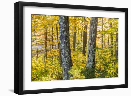 Fall Colors in a Mixed Forest in Barrington, New Hampshire-Jerry and Marcy Monkman-Framed Photographic Print