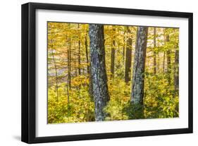 Fall Colors in a Mixed Forest in Barrington, New Hampshire-Jerry and Marcy Monkman-Framed Photographic Print