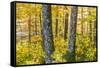 Fall Colors in a Mixed Forest in Barrington, New Hampshire-Jerry and Marcy Monkman-Framed Stretched Canvas