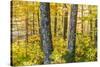 Fall Colors in a Mixed Forest in Barrington, New Hampshire-Jerry and Marcy Monkman-Stretched Canvas