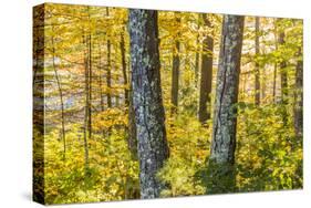 Fall Colors in a Mixed Forest in Barrington, New Hampshire-Jerry and Marcy Monkman-Stretched Canvas