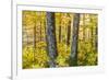 Fall Colors in a Mixed Forest in Barrington, New Hampshire-Jerry and Marcy Monkman-Framed Photographic Print