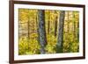 Fall Colors in a Mixed Forest in Barrington, New Hampshire-Jerry and Marcy Monkman-Framed Photographic Print