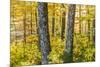 Fall Colors in a Mixed Forest in Barrington, New Hampshire-Jerry and Marcy Monkman-Mounted Photographic Print
