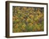 Fall Colors in a Northern Hardwoods Forest, Maine, USA-Jerry & Marcy Monkman-Framed Photographic Print