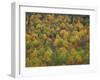 Fall Colors in a Northern Hardwoods Forest, Maine, USA-Jerry & Marcy Monkman-Framed Photographic Print