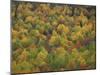 Fall Colors in a Northern Hardwoods Forest, Maine, USA-Jerry & Marcy Monkman-Mounted Photographic Print