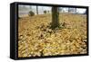 Fall Colors in Morning Fog, Happy Valley, Oregon-Craig Tuttle-Framed Stretched Canvas