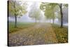 Fall Colors in Morning Fog, Happy Valley, Oregon-Craig Tuttle-Stretched Canvas