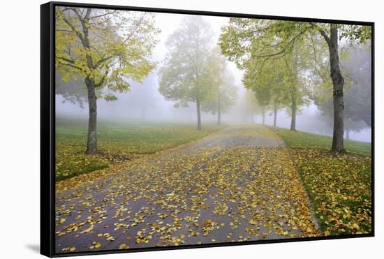 Fall Colors in Morning Fog, Happy Valley, Oregon-Craig Tuttle-Framed Stretched Canvas