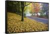 Fall Colors in Morning Fog, Happy Valley, Oregon-Craig Tuttle-Framed Stretched Canvas