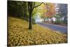 Fall Colors in Morning Fog, Happy Valley, Oregon-Craig Tuttle-Stretched Canvas