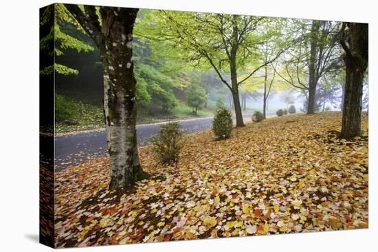 Fall Colors in Morning Fog, Happy Valley, Oregon-Craig Tuttle-Stretched Canvas